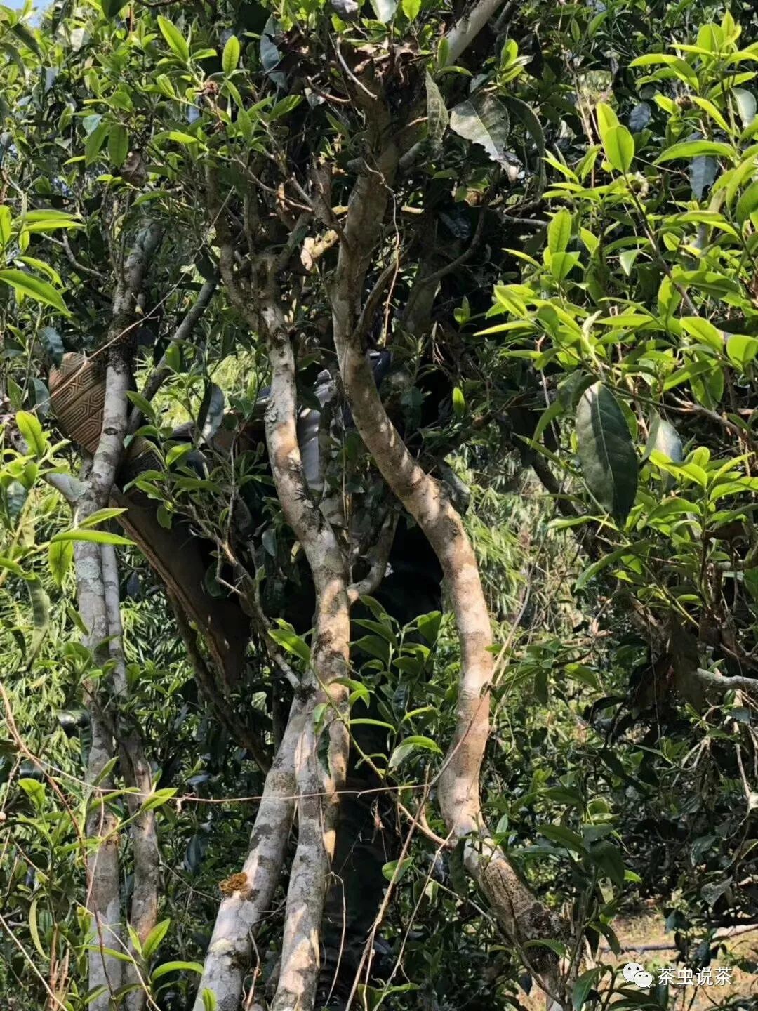 2021年廣別老寨古樹秋茶價格？