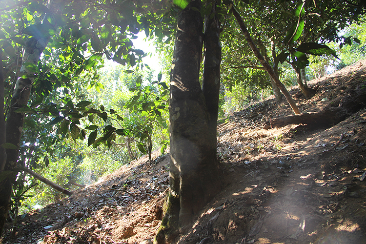 2021年廣別老寨古樹秋茶為何被稱為妖茶？