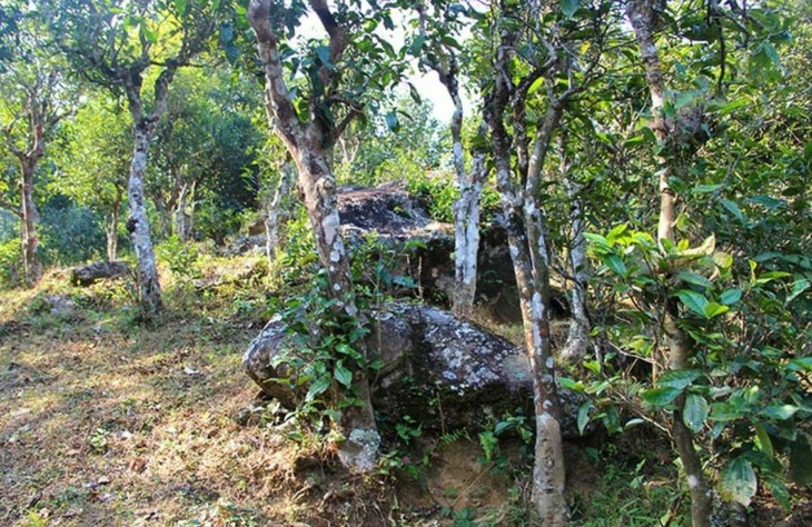 2021年勐宋那卡古樹秋茶特點(diǎn)？