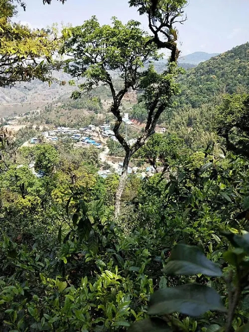 2021年勐宋那卡古樹秋茶價格？