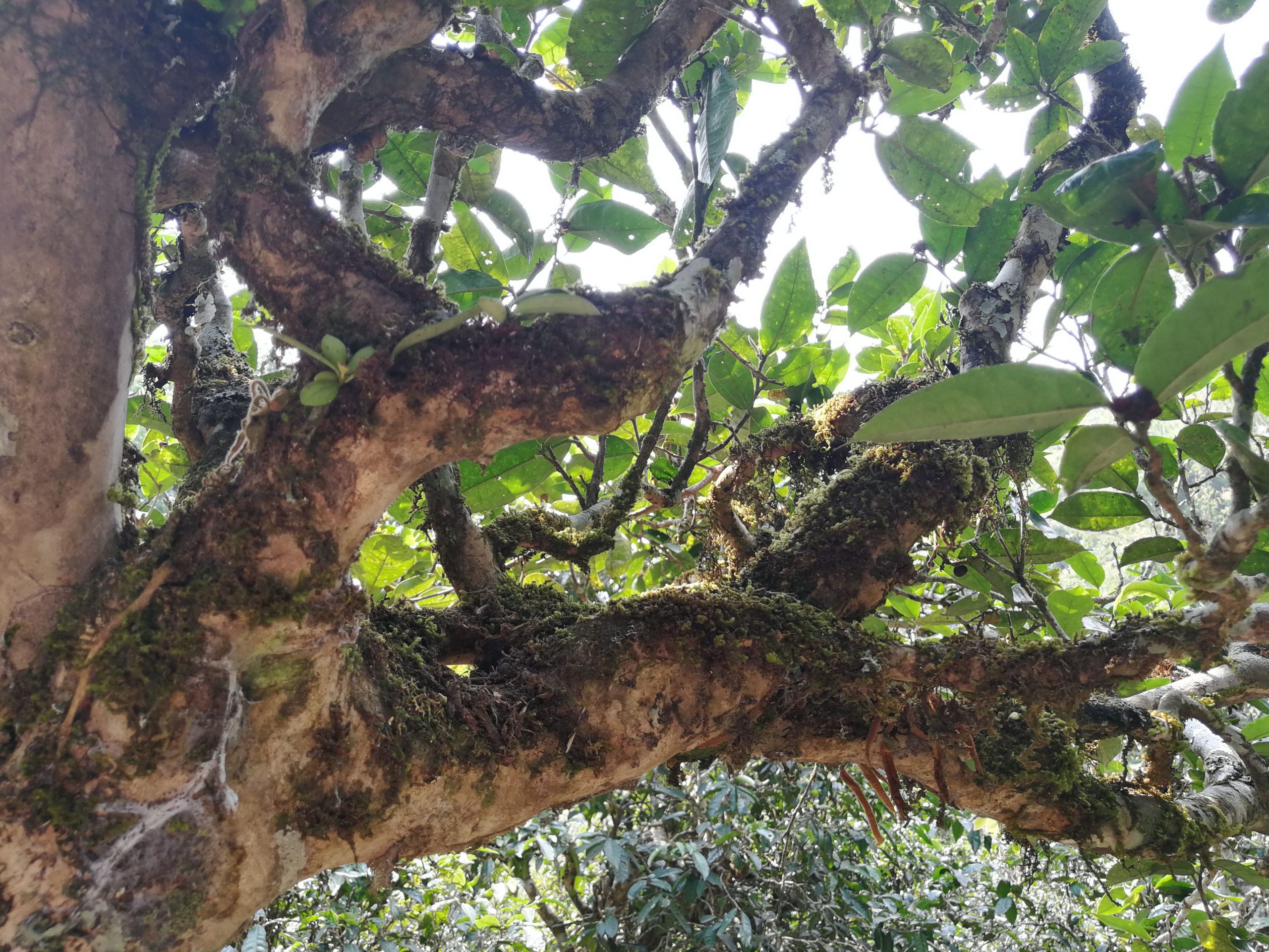 2021年勐宋那卡古樹秋茶多少錢一公斤？