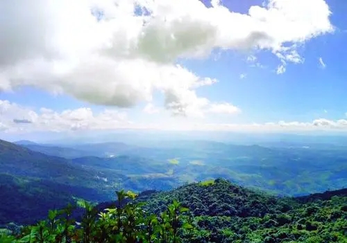 2021年滑竹梁子古樹秋茶特點(diǎn)？