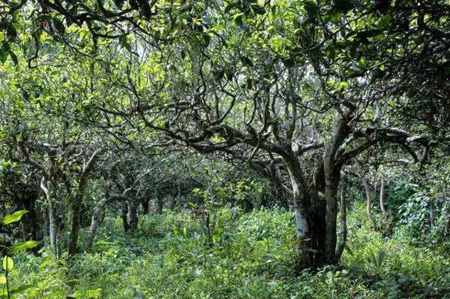 2021年滑竹梁子古樹秋茶口感？