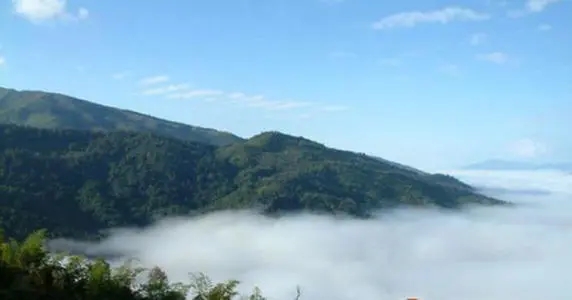 2021年滑竹梁子古樹品鑒實錄？