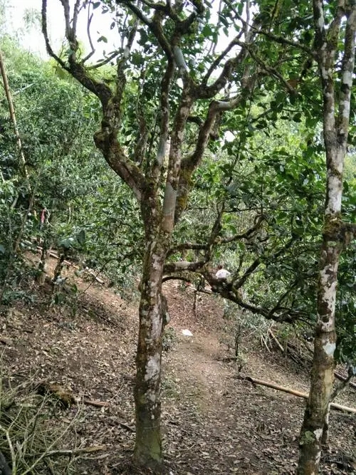 2021年巴達(dá)山章朗古樹秋茶價格？