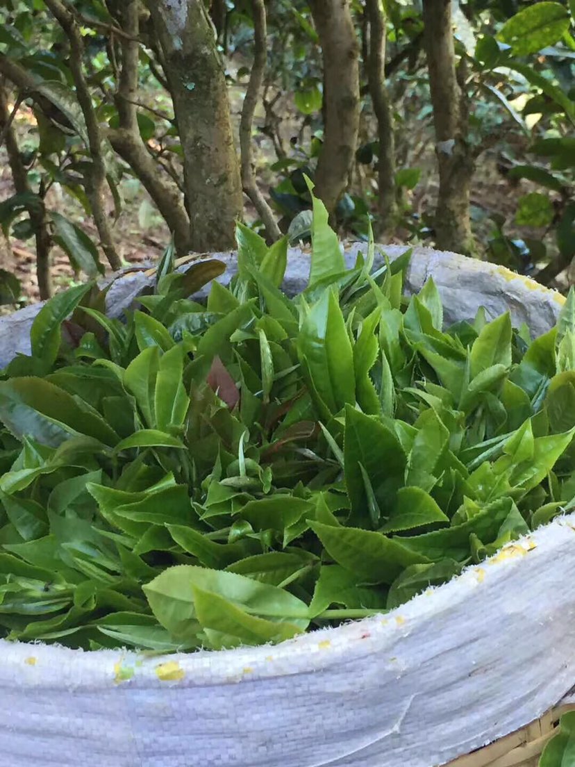 2021年巴達(dá)山章朗古樹秋茶多少錢一公斤？