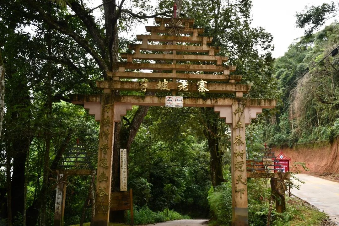 2021年南糯山半坡老寨古樹秋茶特點(diǎn)？