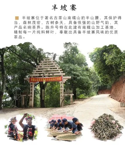 2021年南糯山半坡老寨古樹(shù)秋茶品鑒！