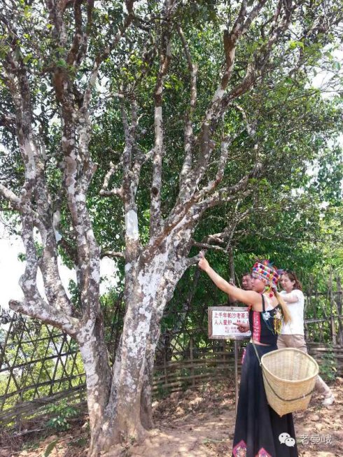 2021年帕沙古樹秋茶價格是多少？