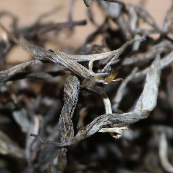 2021年帕沙古樹秋茶，你了解多少？