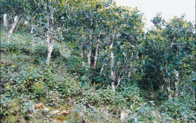 2022年須立貢茶普洱茶繞不開的古茶山！