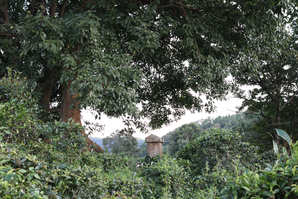 2022年迷帝古樹春茶口感是什么?