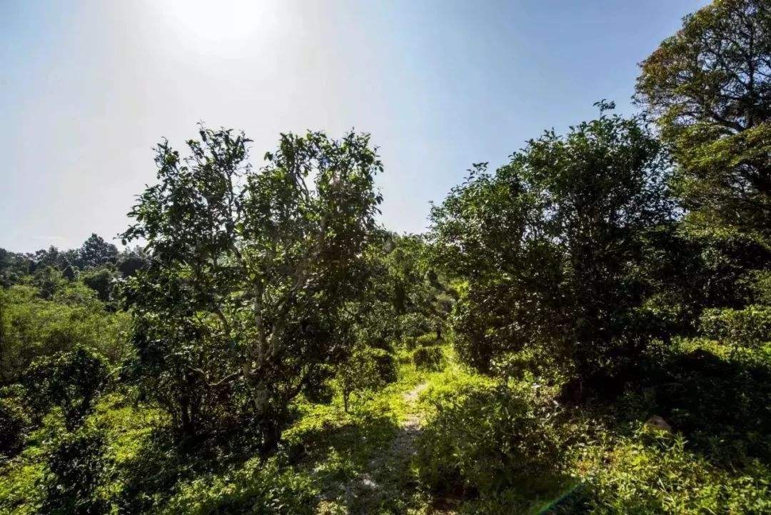 2022年迷帝古樹春茶多少錢一公斤？