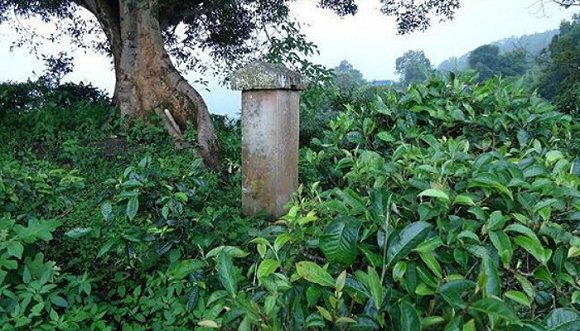 2022年迷帝古樹春茶價格？