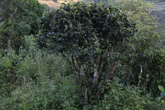 2022年迷帝古樹春茶，這里的茶 皇帝都著迷