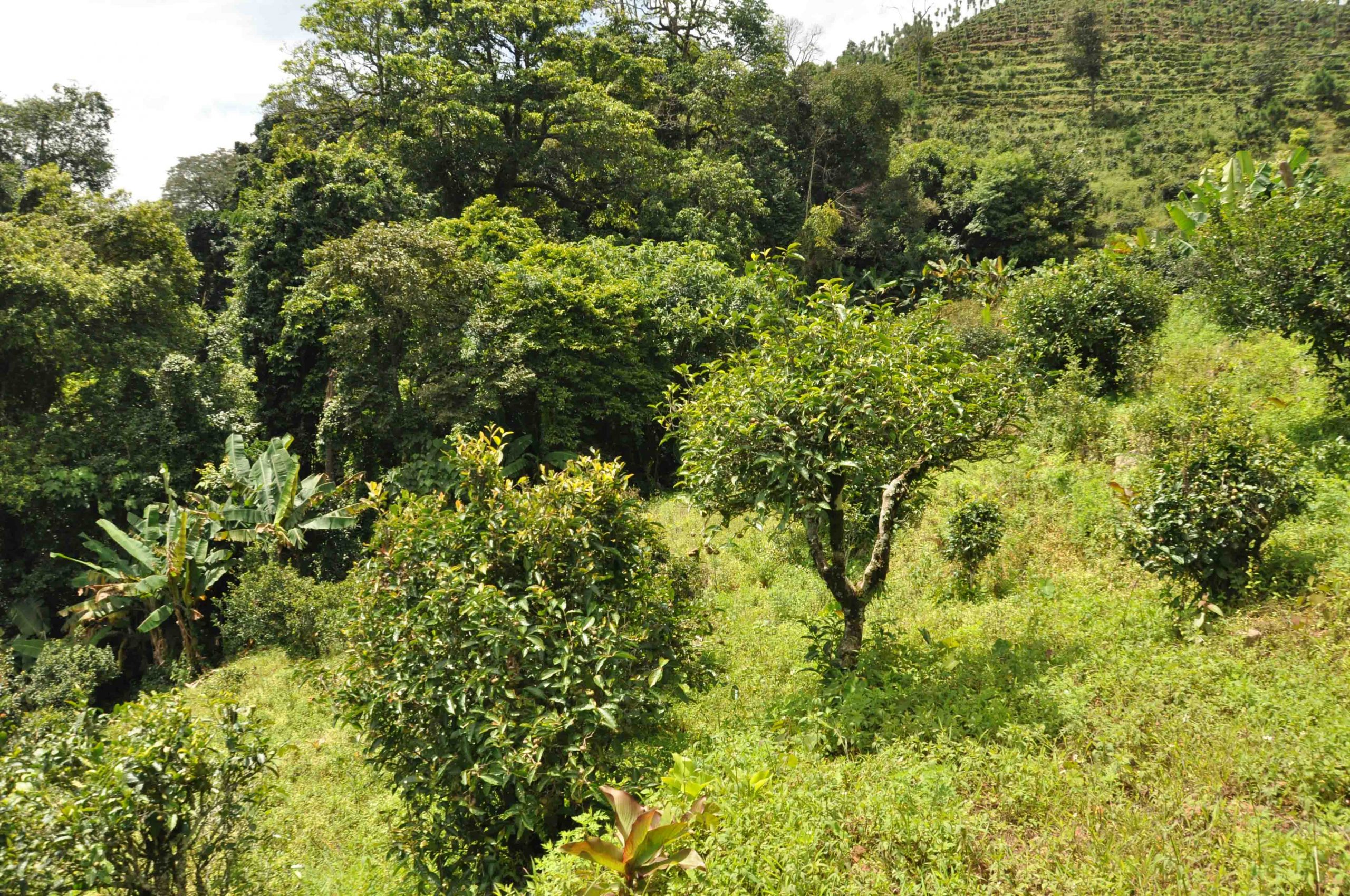 2022年墨江鳳凰窩古樹春茶特點是什么？