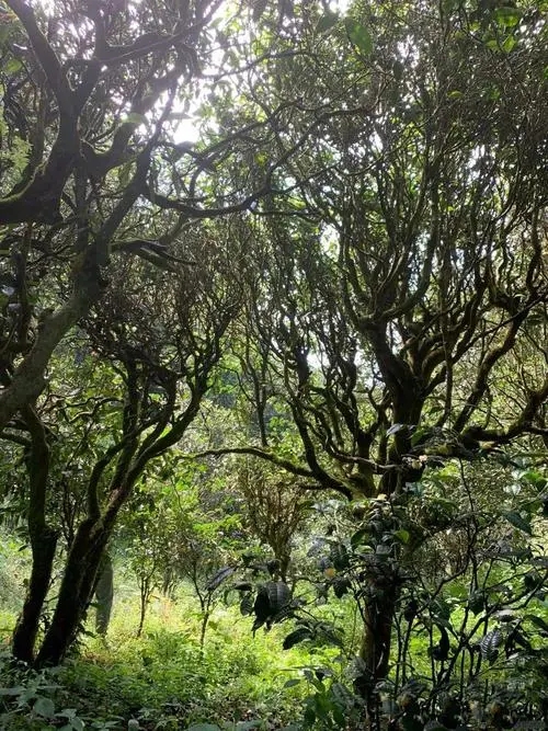 2022年墨江鳳凰窩古樹春茶多少錢一公斤？