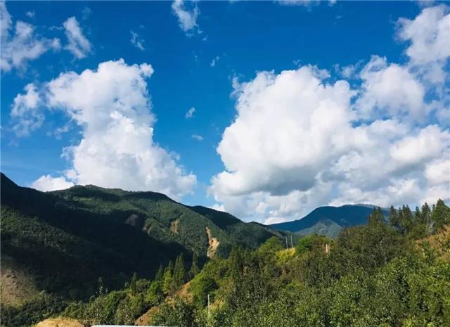 2022年景谷黃草壩古樹春茶多少錢一公斤？