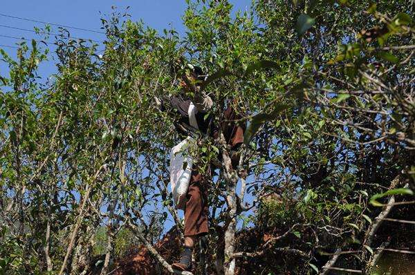 2022年景谷黃草壩古樹春茶品鑒實錄！