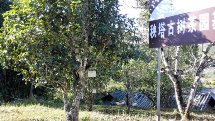 2022年景谷秧塔古樹春茶詳情介紹！