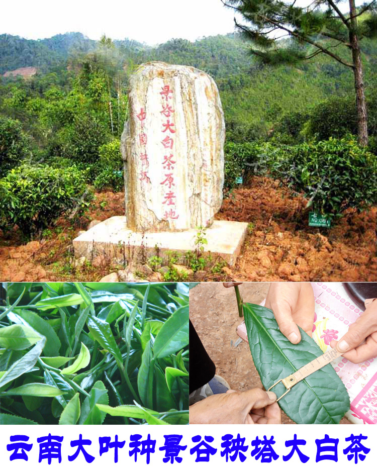 2022年景谷秧塔古樹春茶口感是什么？