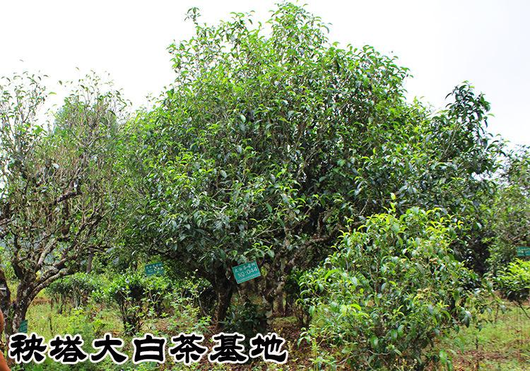 2022年景谷秧塔古樹(shù)春茶多少錢(qián)一公斤?