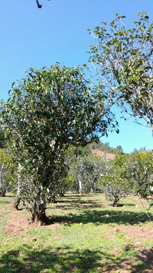 2022年景谷秧塔古樹春茶價(jià)格是多少？