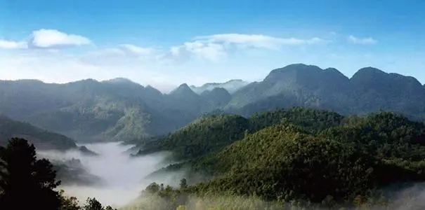 2022年景谷苦竹山古樹(shù)春茶口感？