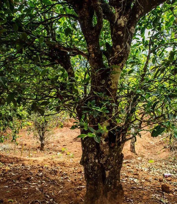 2022年景谷苦竹山古樹春茶特點(diǎn)是什么？