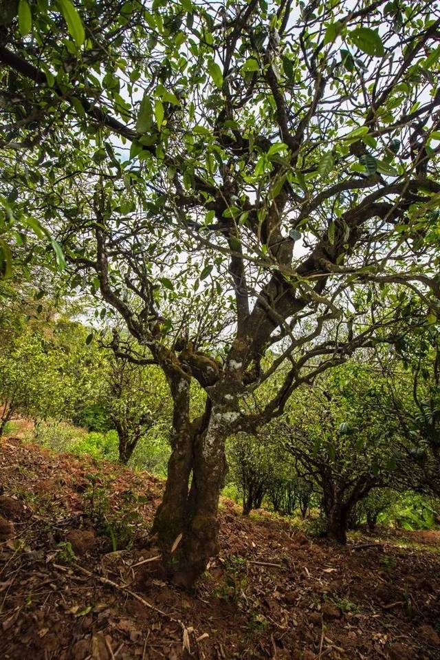 2022年景谷苦竹山古樹春茶多少錢一公斤？