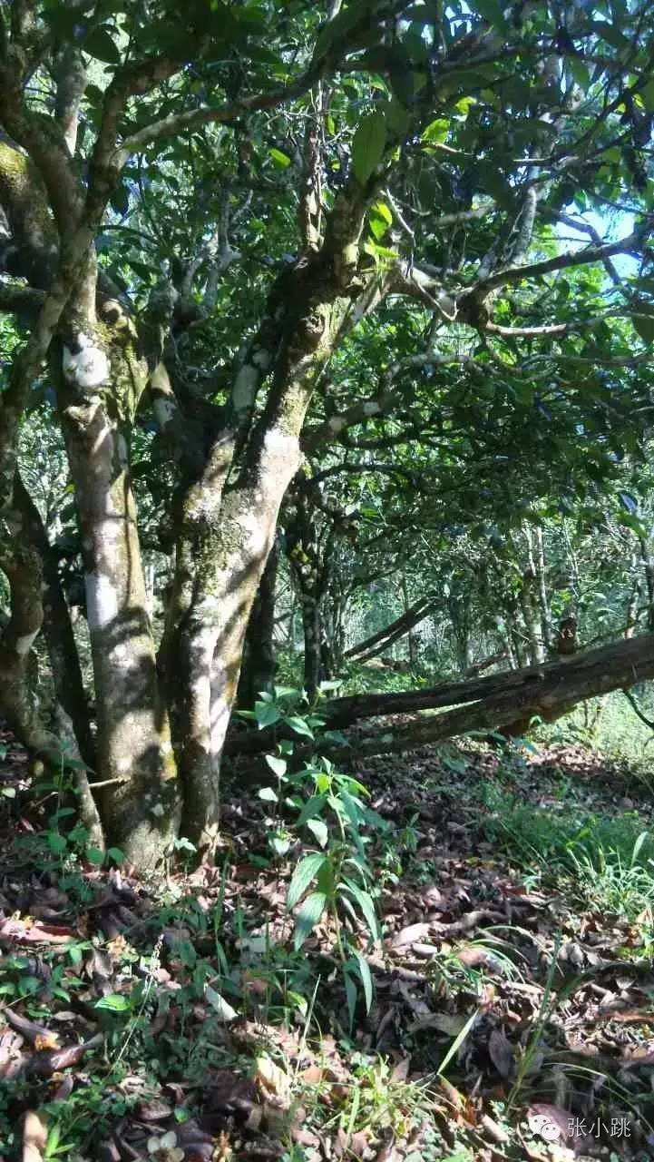 2022年景谷苦竹山古樹春茶價(jià)格多少？