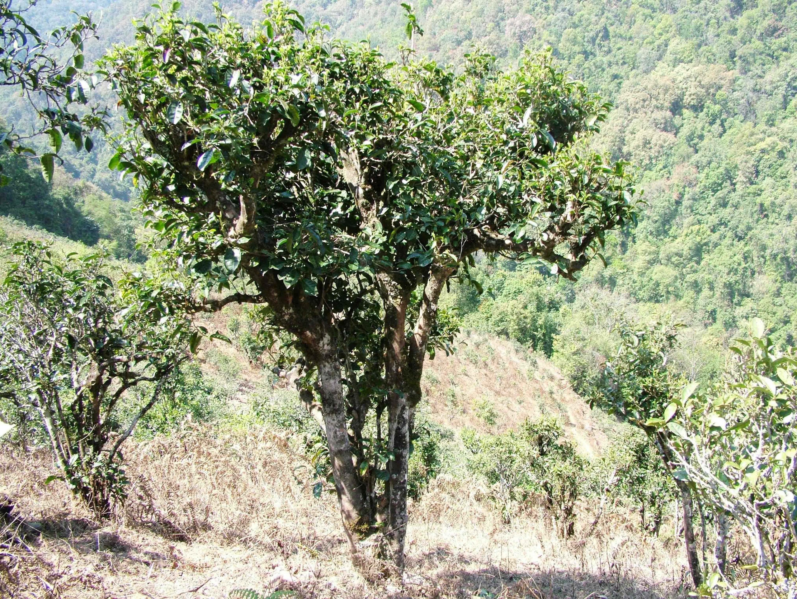 2022年景東御筆古樹春茶口感是什么？