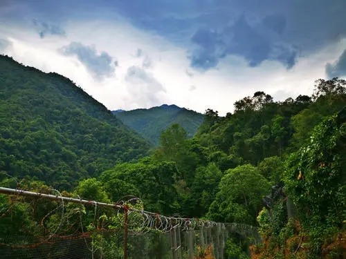 2022年景東御筆古樹春茶價(jià)格多少？