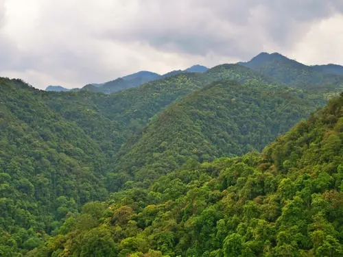 2022年無量山古樹春茶迎春“綻放”！