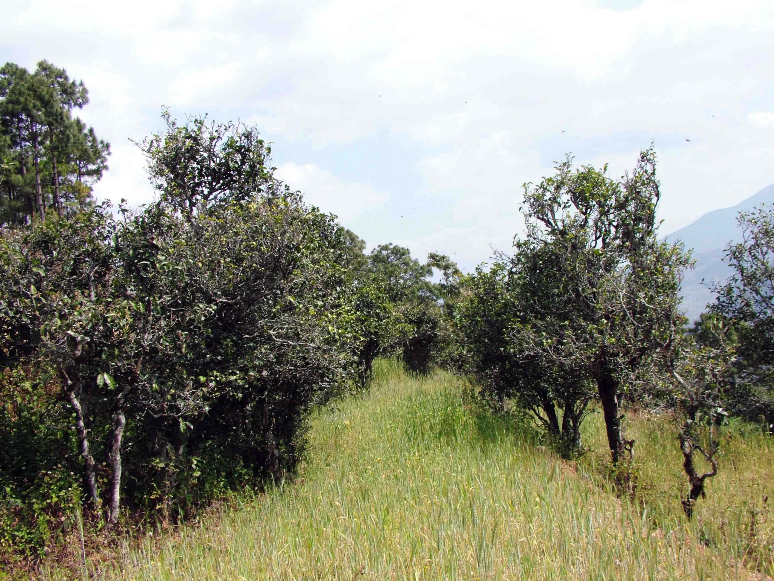 2022年景東老倉福德古樹春茶口感特點？