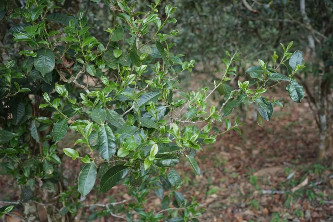 2022年景東哀牢山古樹春茶價格多少？