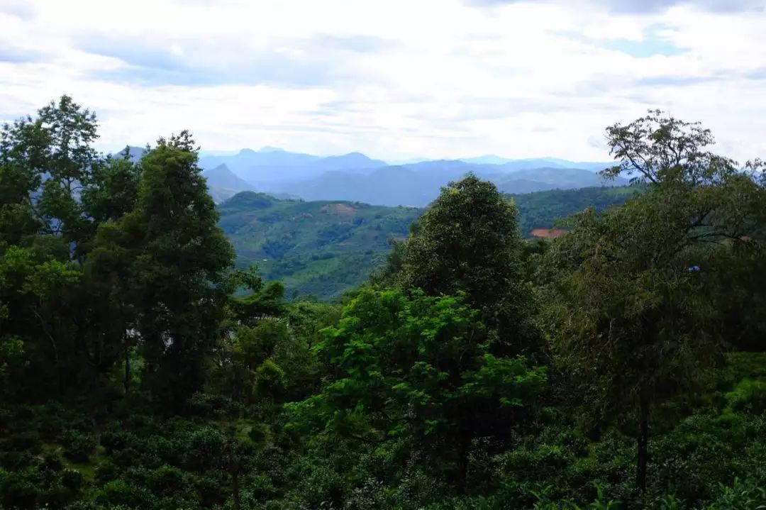 2022年景東祭茶祖 迎春茶，古樹春茶多少錢一公斤？