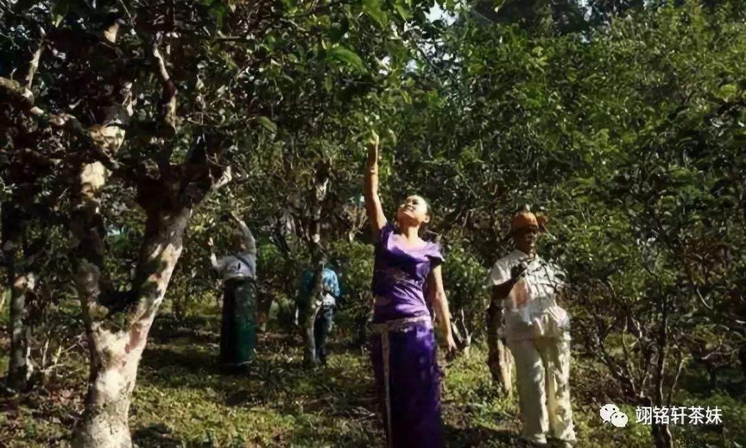 2022年鎮(zhèn)沅爺號大爺馬鄧古樹春茶特點？