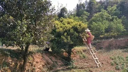 2022年鎮(zhèn)沅馬鄧古樹(shù)春茶口感是什么？