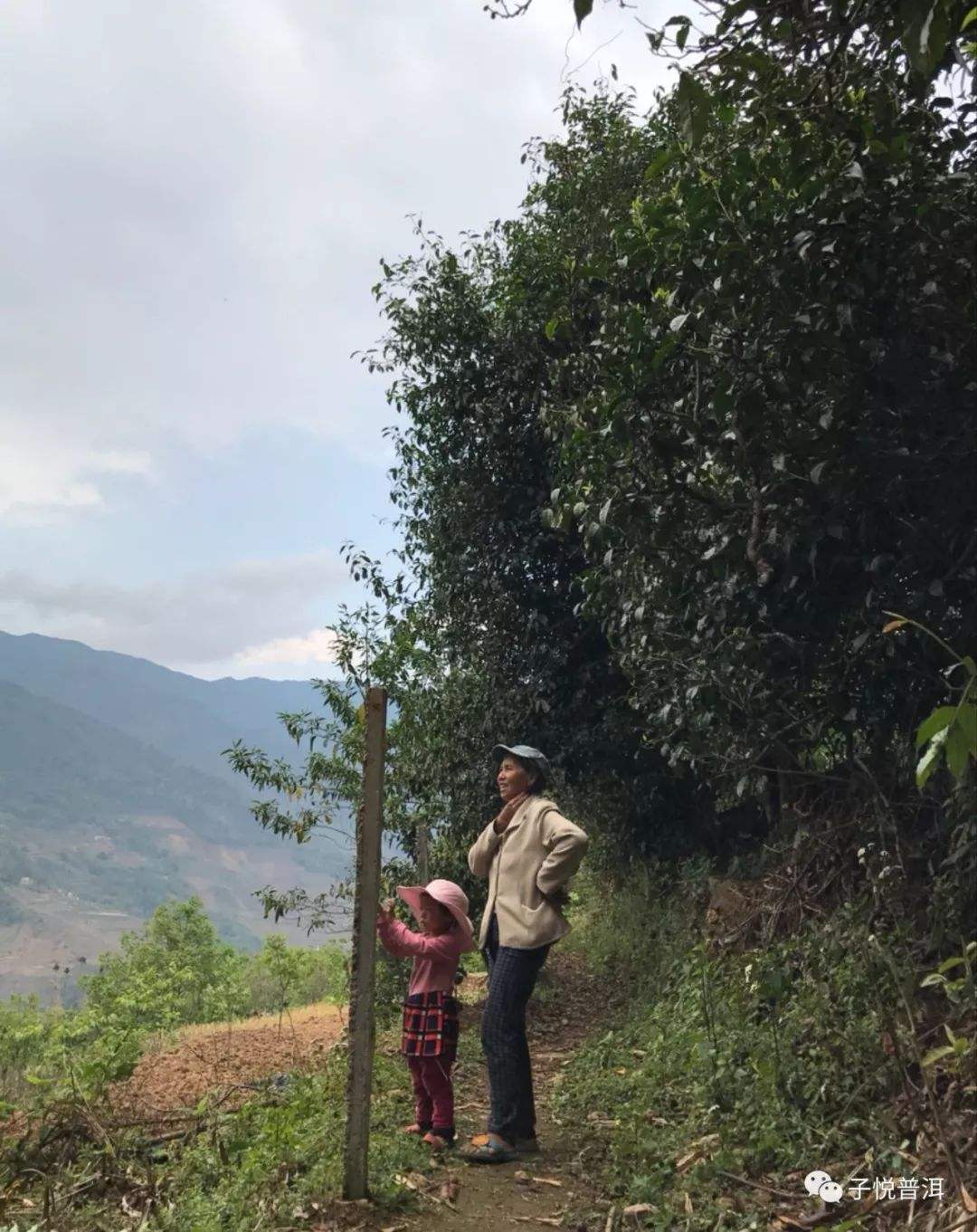 2022年鎮(zhèn)沅馬鄧古樹春茶多少錢一公斤?