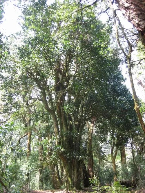 2022年鎮(zhèn)沅馬鄧古樹春茶價(jià)格是多少？