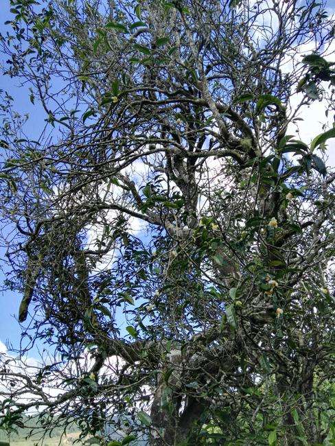 2022年鎮(zhèn)沅老海塘古樹春茶特點？