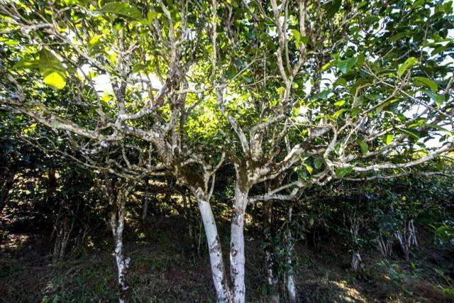 2022年鎮(zhèn)沅老海塘古樹春茶價格？