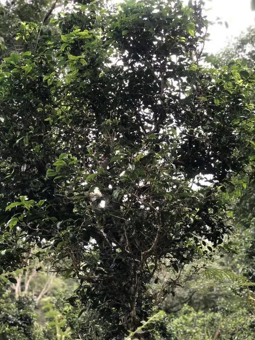 2022年鎮(zhèn)沅砍盆箐古樹春茶口感？