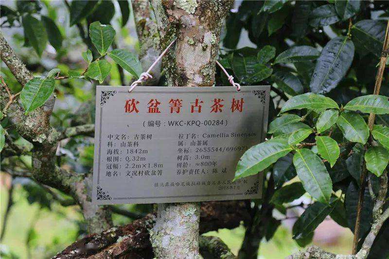 2022年鎮(zhèn)沅砍盆箐古樹春茶價格？