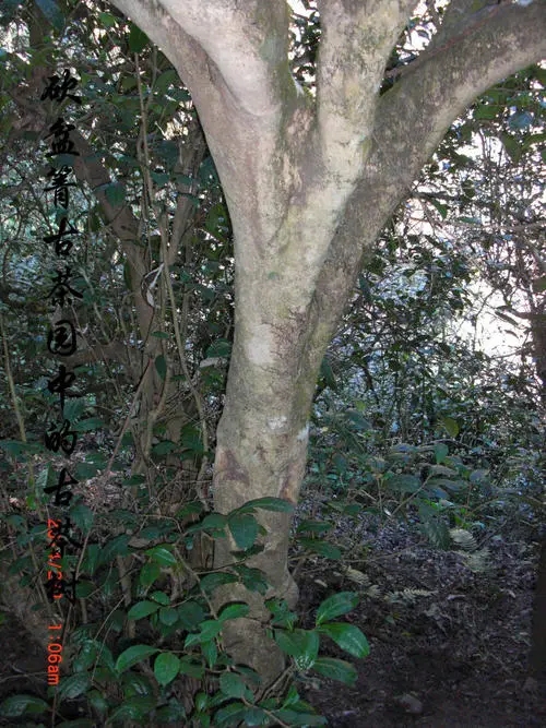 2022年鎮(zhèn)沅砍盆箐古樹(shù)春茶多少錢一公斤?