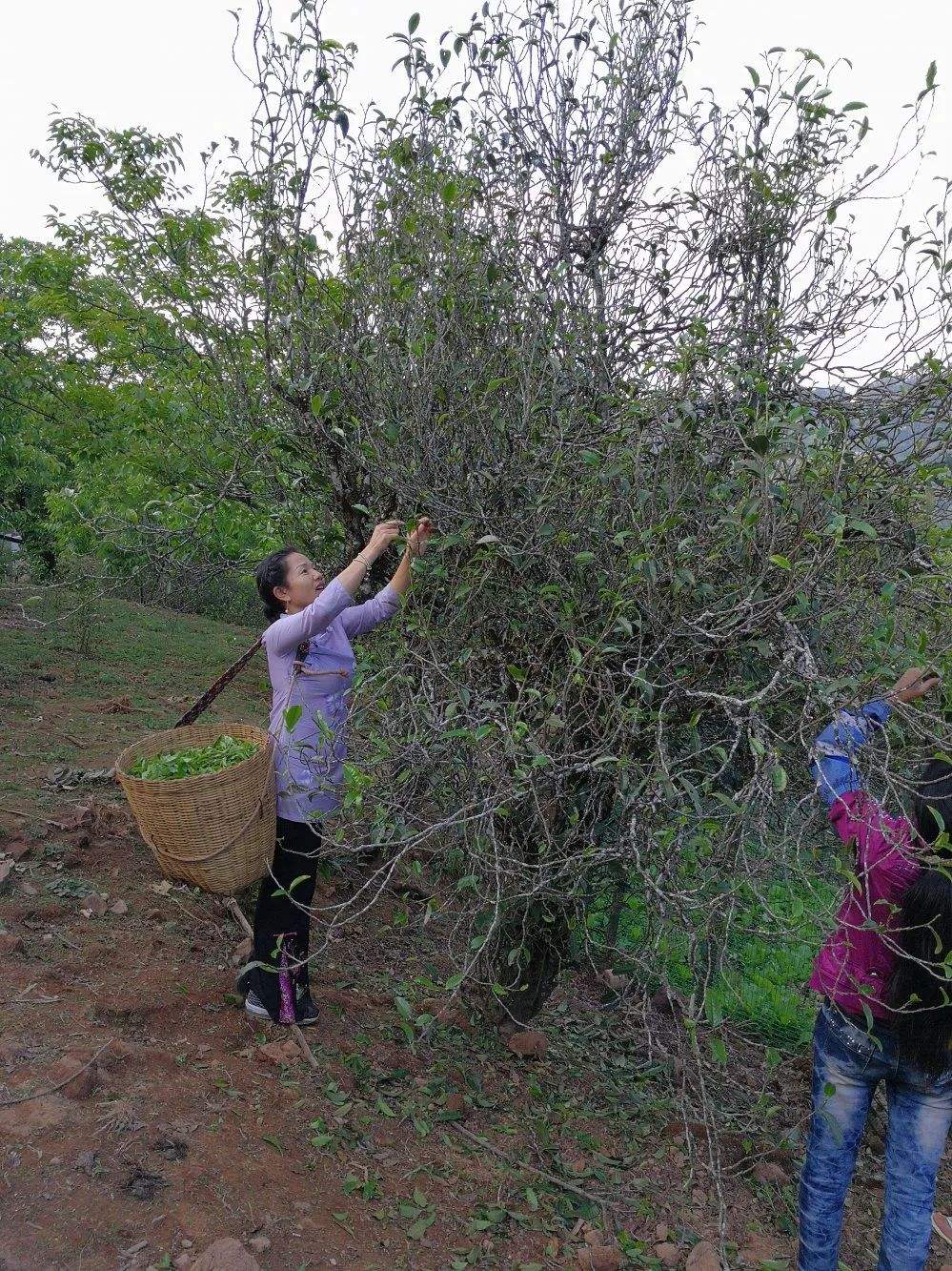 2022年鎮(zhèn)沅打筍山古樹春茶口感？