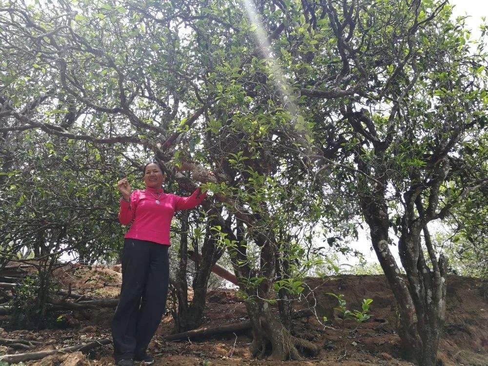 2022年鎮(zhèn)沅打筍山古樹(shù)春茶特點(diǎn)?