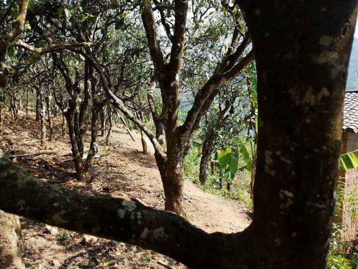 2022年鎮(zhèn)沅打筍山古樹春茶多少錢一公斤？