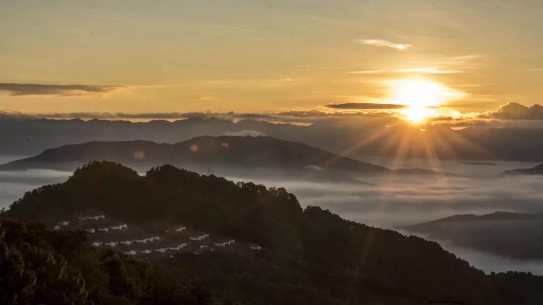 2022年別樣的味道，鎮(zhèn)沅老烏山古樹春茶
